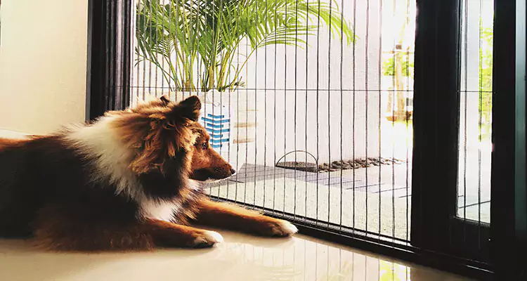 Sliding Screen Pet Door Repair in Winter Springs, FL