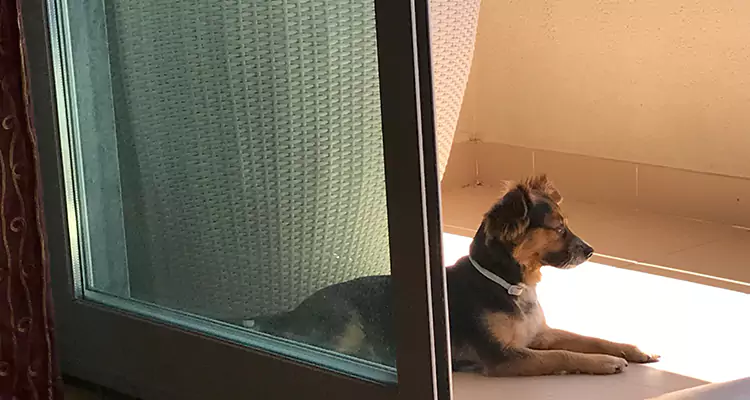 French Door Pet Screen Repair in Winter Springs, FL